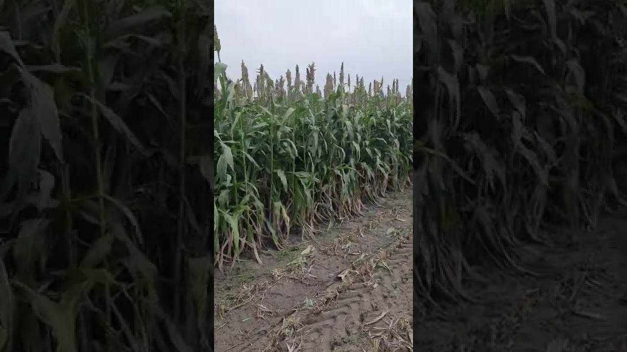 Brachy sorgho Best for silage