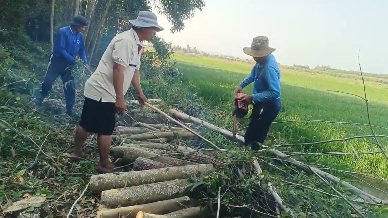 29 tháng 1, 2026 cuộc sống mưu sinh nghề cưa cây VN 