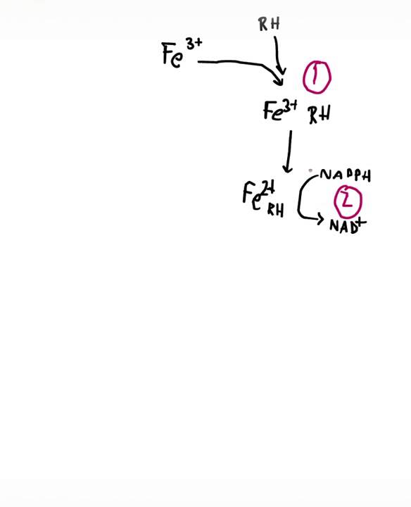 Biochemistry of cytochrome P 450 enzymes
