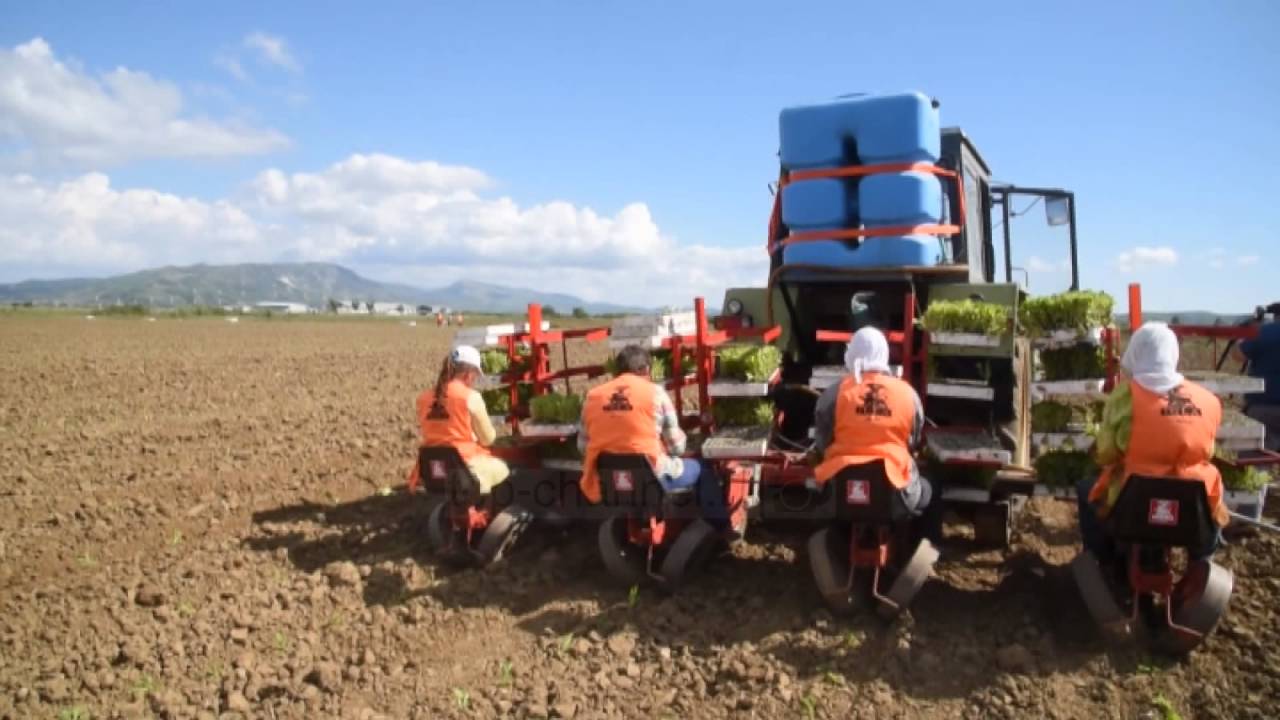 Ringjallja e duhanit shqiptar - Top Channel Albania - News - Lajme