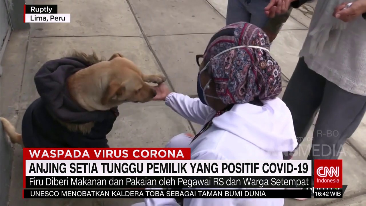 Seekor Anjing yang Setia Menunggu Pemilik yang Positif Corona | COVID-19 UPDATE (8/7/20)
