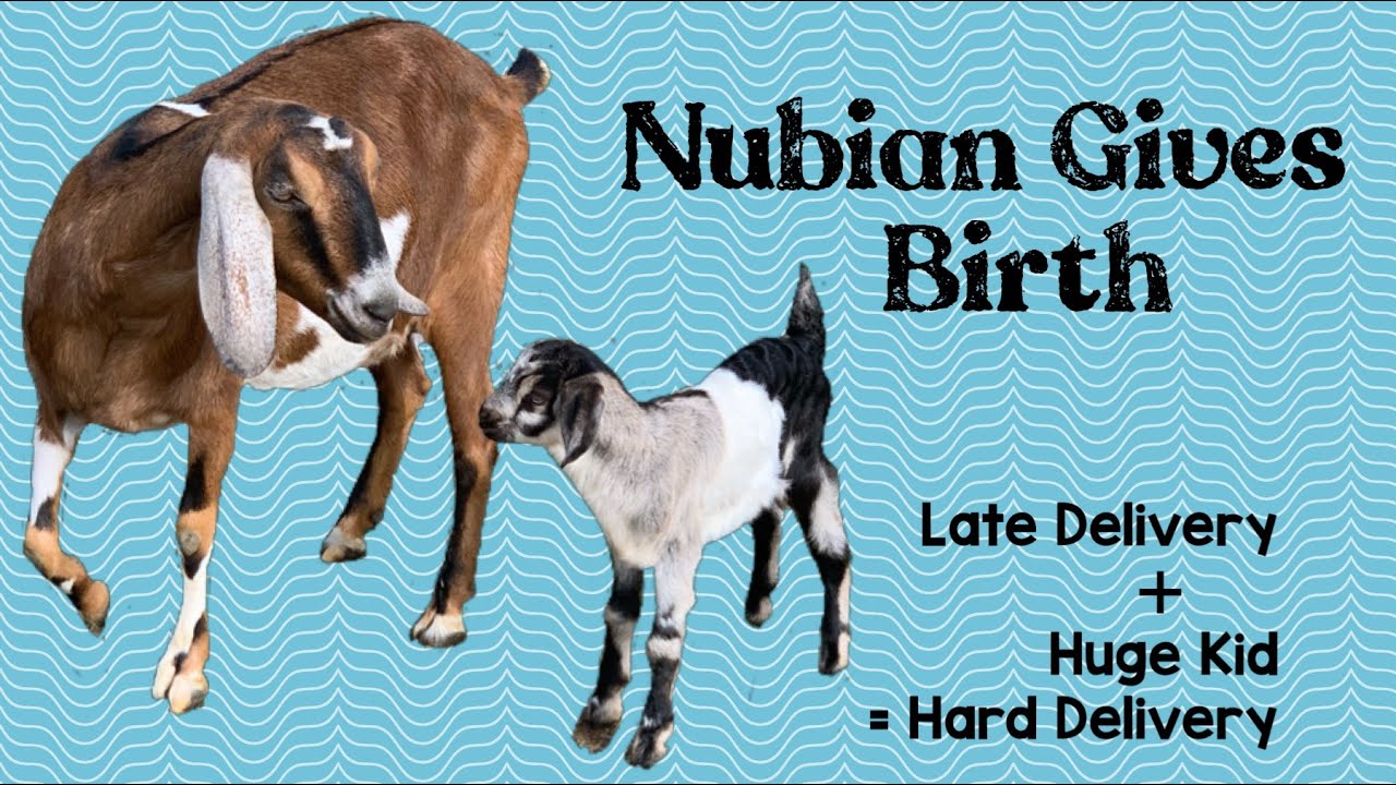 Birth Story: Late, Huge Kid