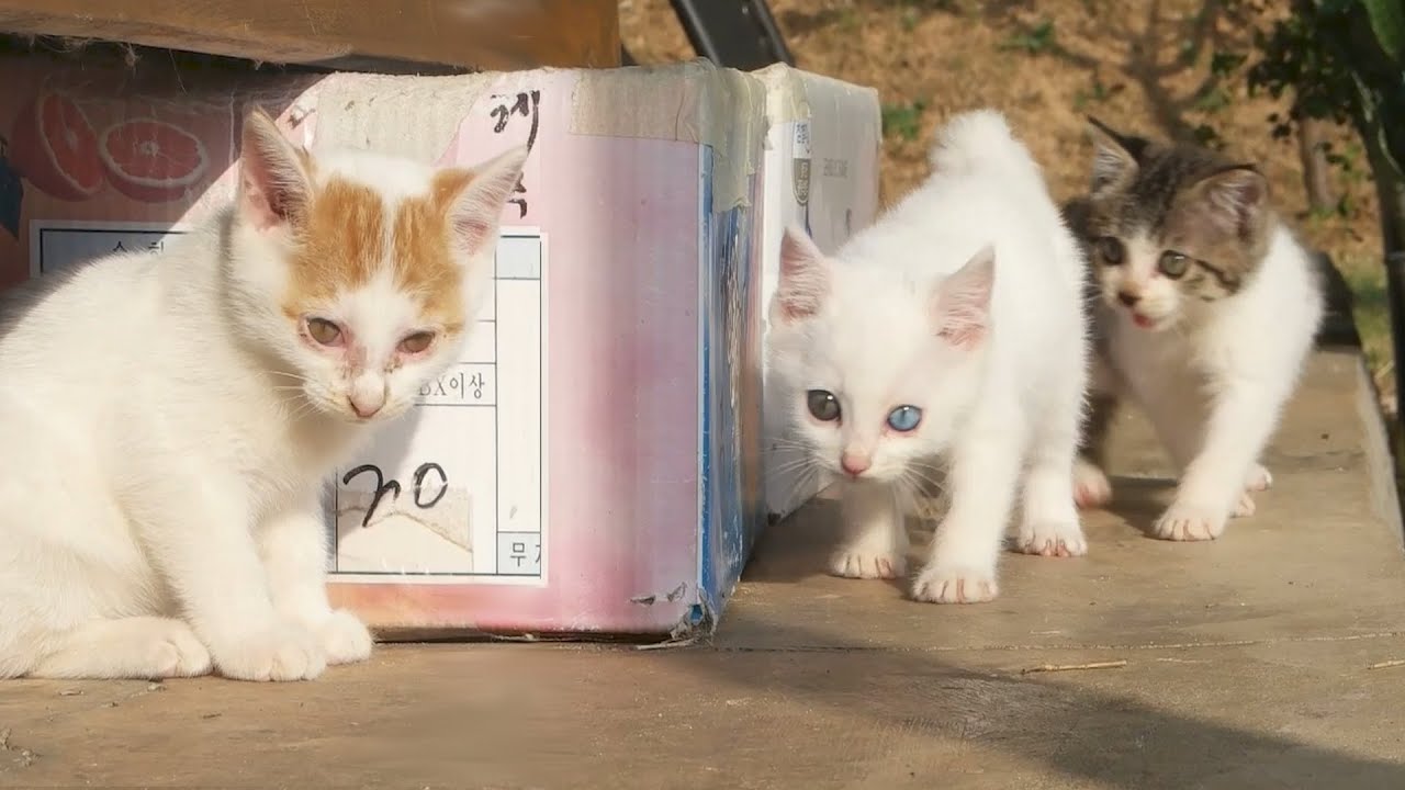 처음 만난 새끼고양이들 - 하양이와 하순이, 그리고 순둥이