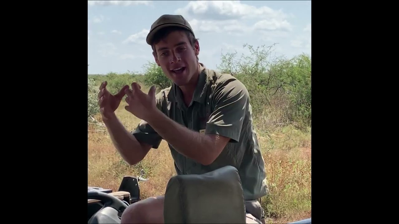Life of a Ranger: Matabele Ant Raid
