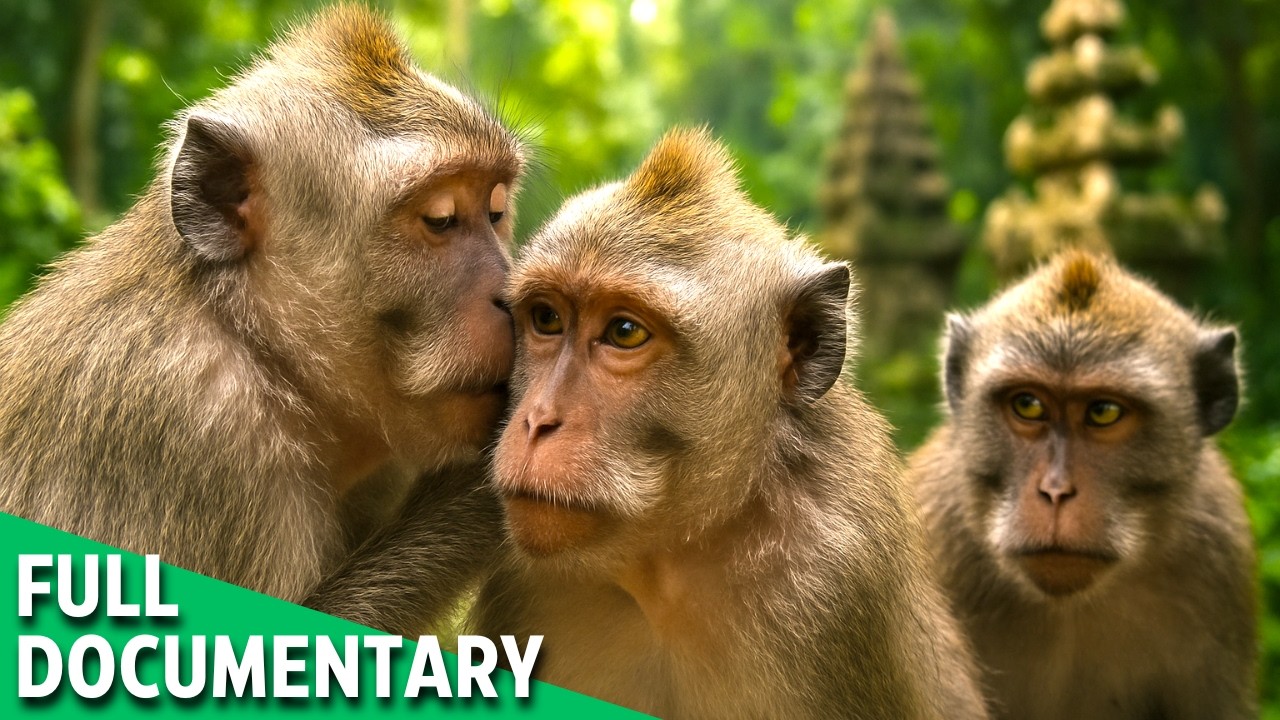 PRIMATE CONSPIRACY | The Lies That Built the Jungle