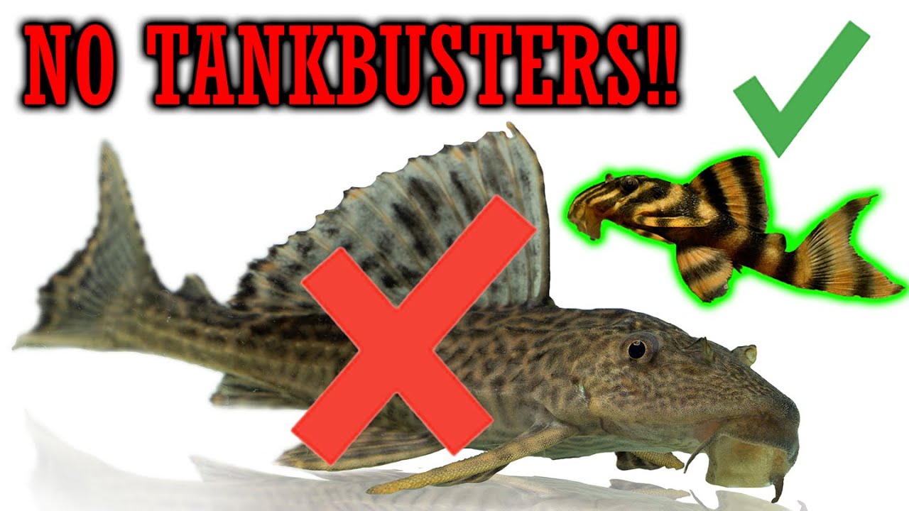 10 Plecos That Stay Small (No More Monster Fish!)