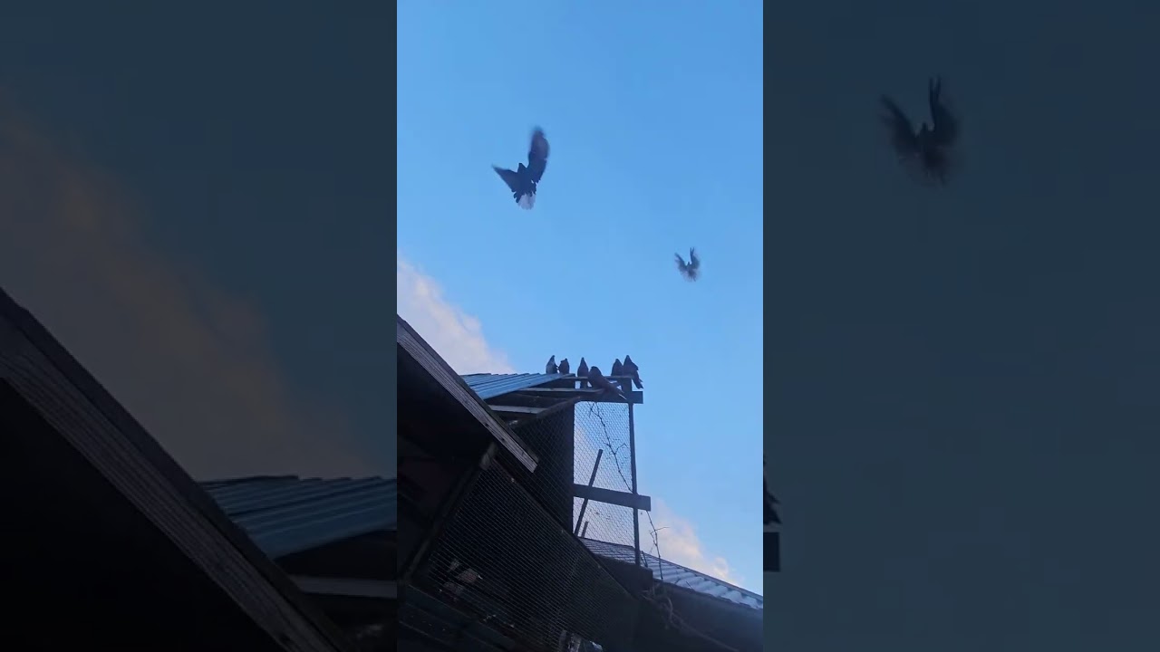 хижак не летить 
