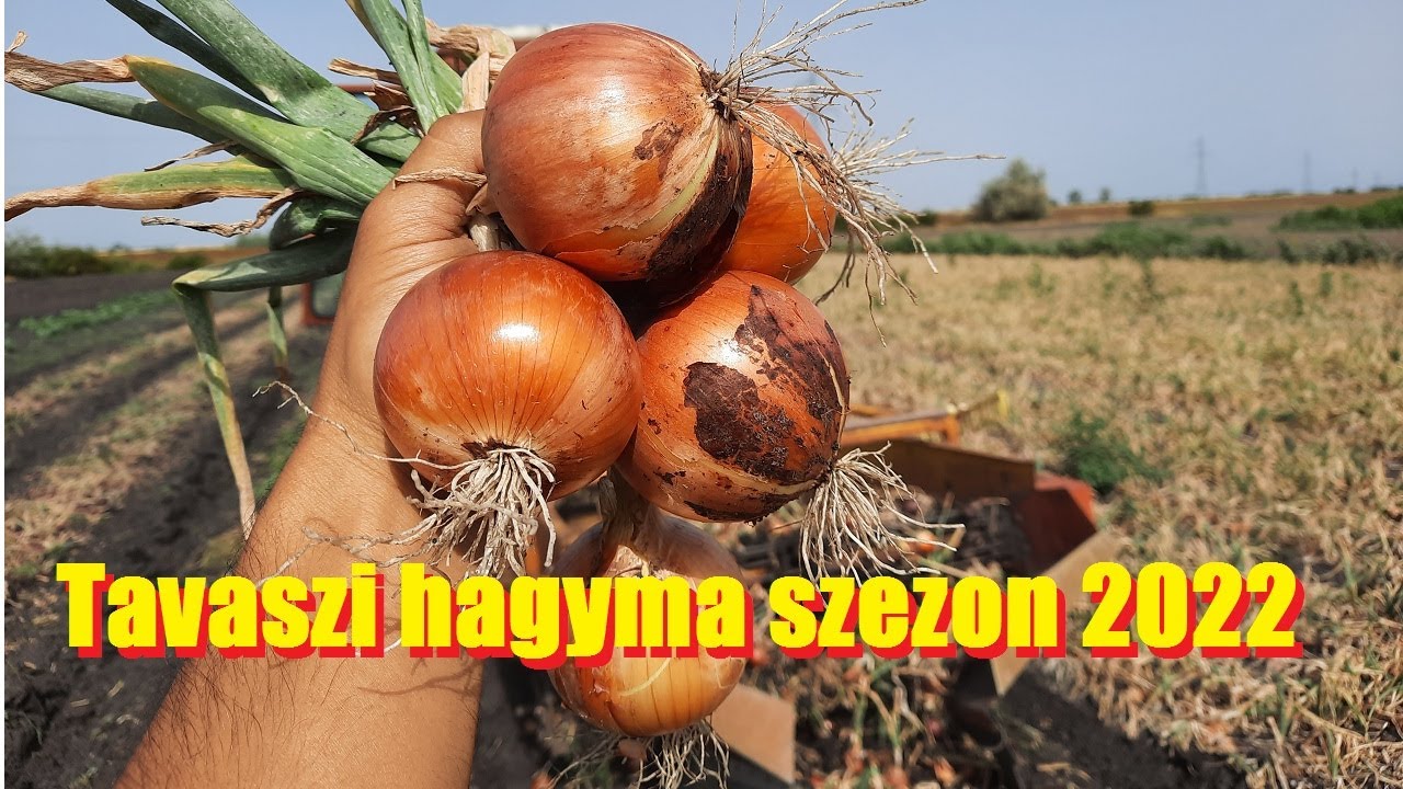 Tavaszi hagyma szezon 2022