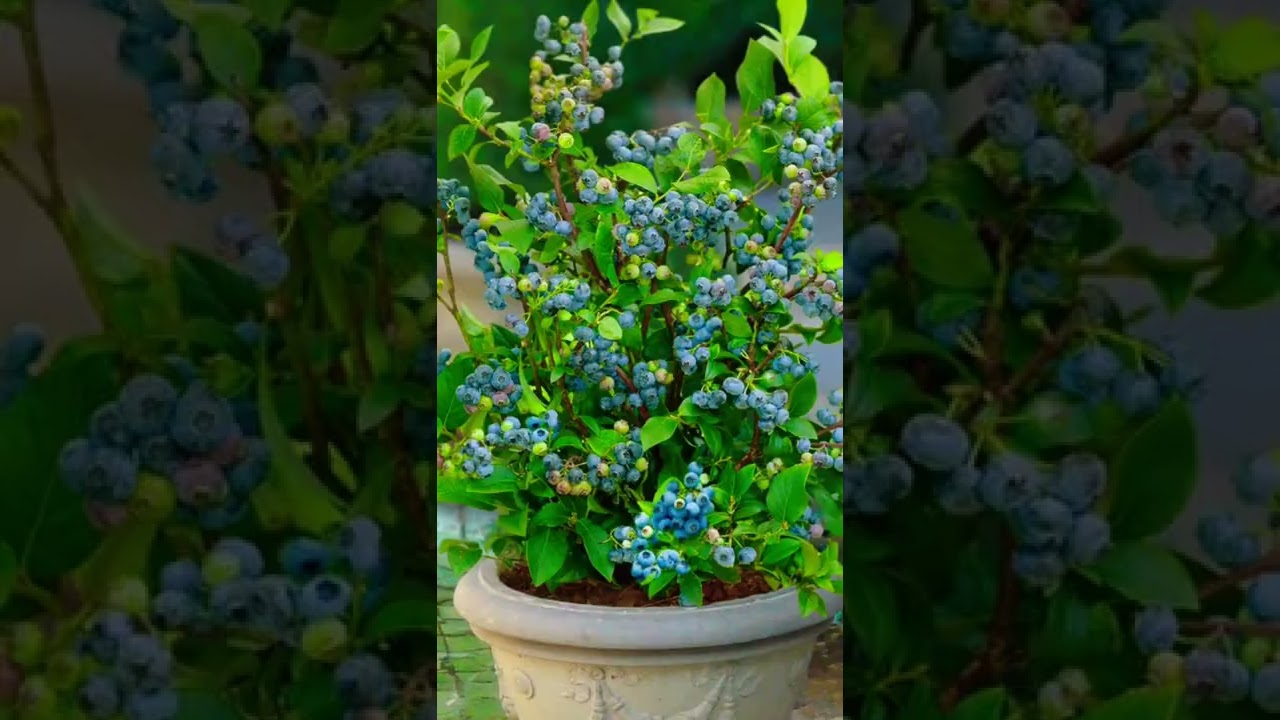 Grow blueberries on a container &ldquo;Pots 🪴&rdquo;  image&rsquo;s 💜🍃ideas&hellip;.￼ #shortvideo