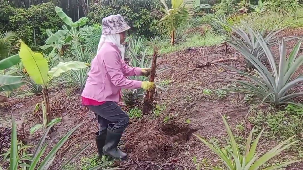 NANAM PISANG BA KEBUN.