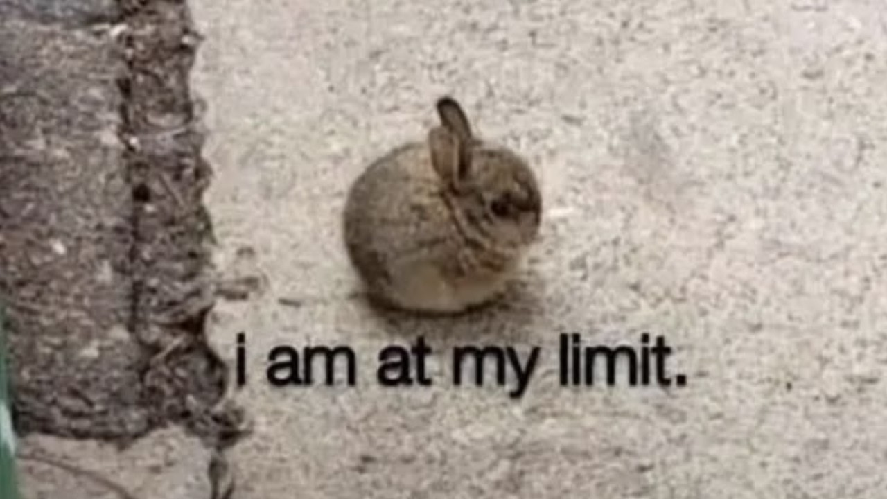Random memes I permanently borrowed PT.1625