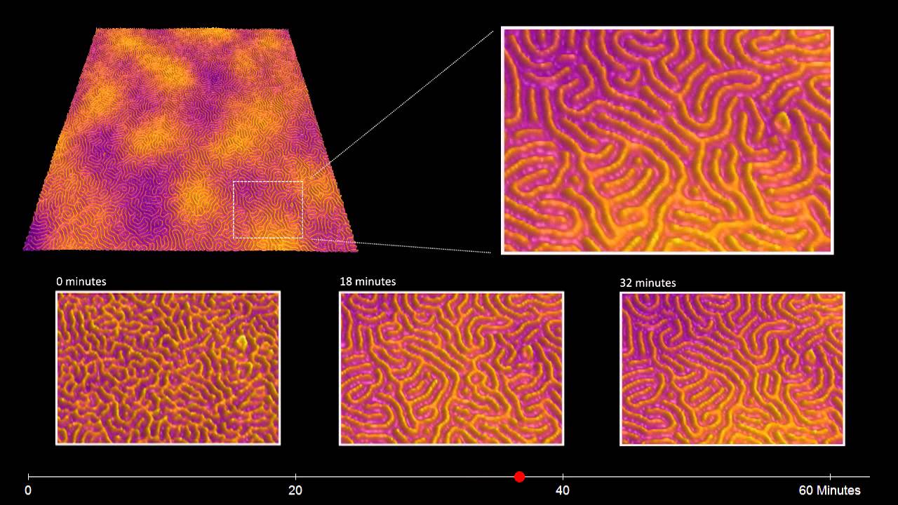 Annealing of a PS-PB-PS block copolymer in toluene solvent vapor