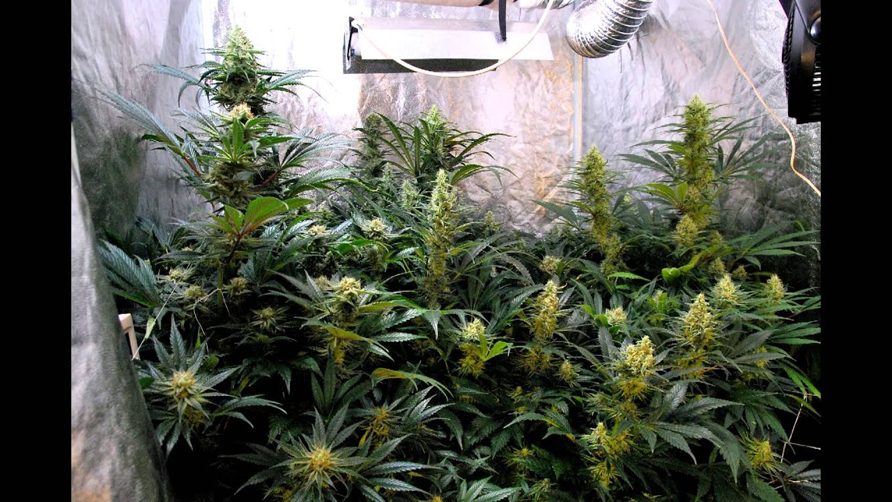 White lemon 2013 Greenhouse seeds co.