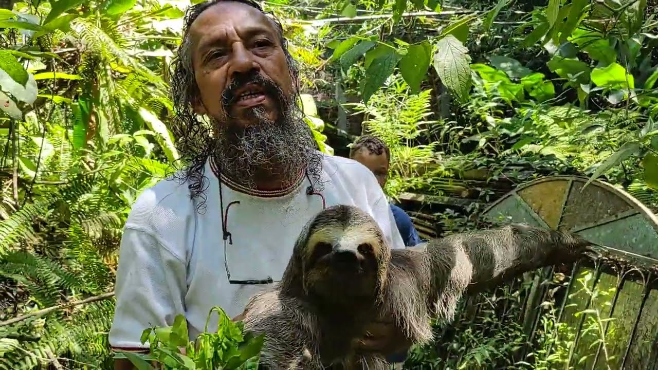 Bicho Preguiça voltou, Sloth is back, La paresse est de retour, لقد عاد الكسل، La pereza ha vuelto .