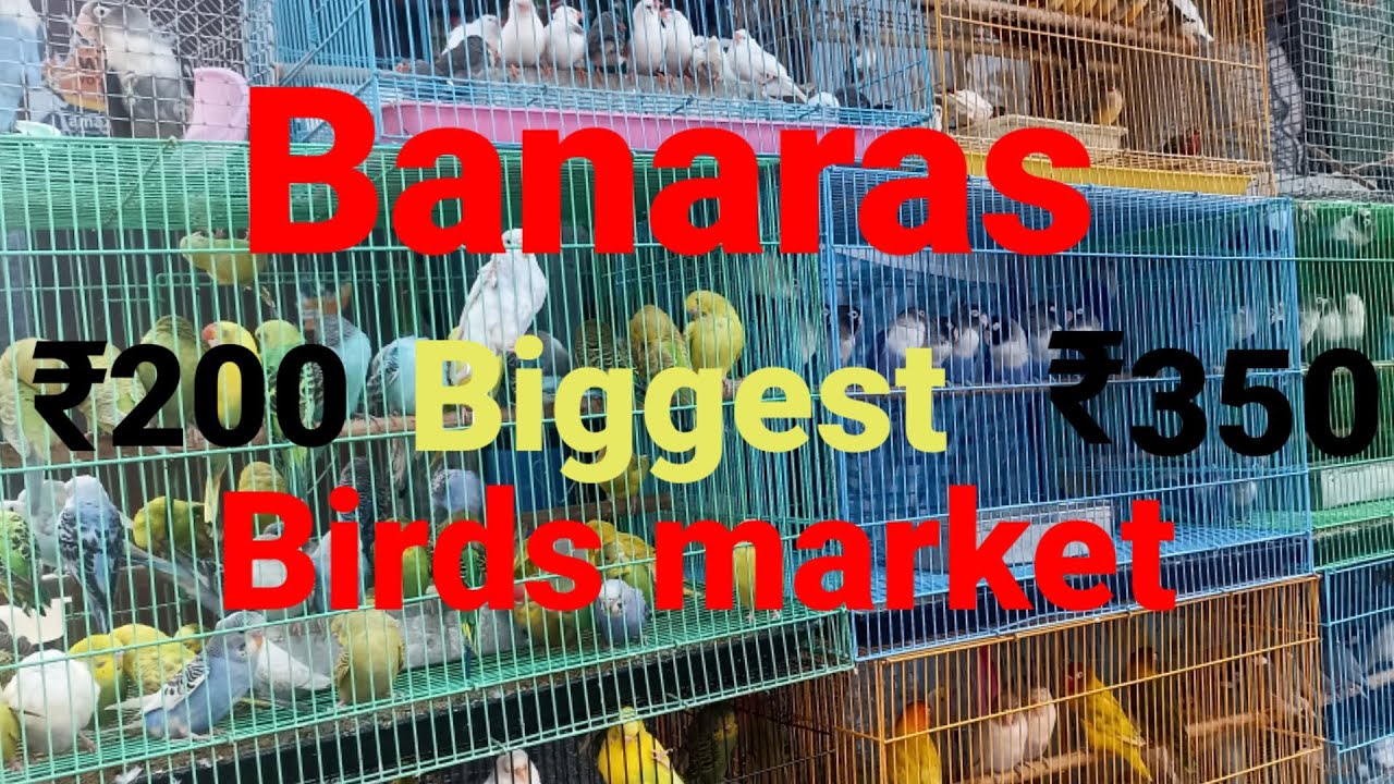 Cheapest Birds Market Varanasi Birds Market