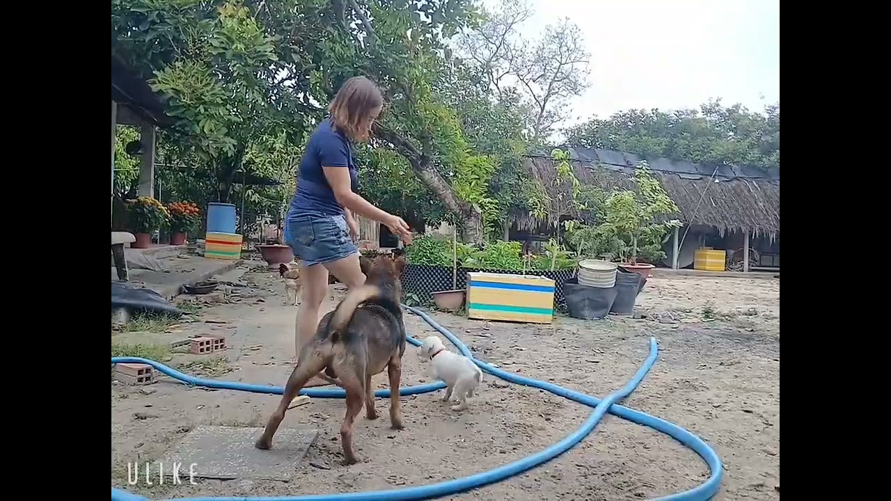 Ngày vía thần tài trời mưa , bạn ở xa  ghé thăm bất ngờ , vội vả đải món gà nẩu lẩu chua