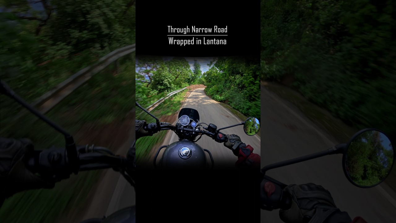 Through Narrow Road Wrapped in Lantana Bushes 