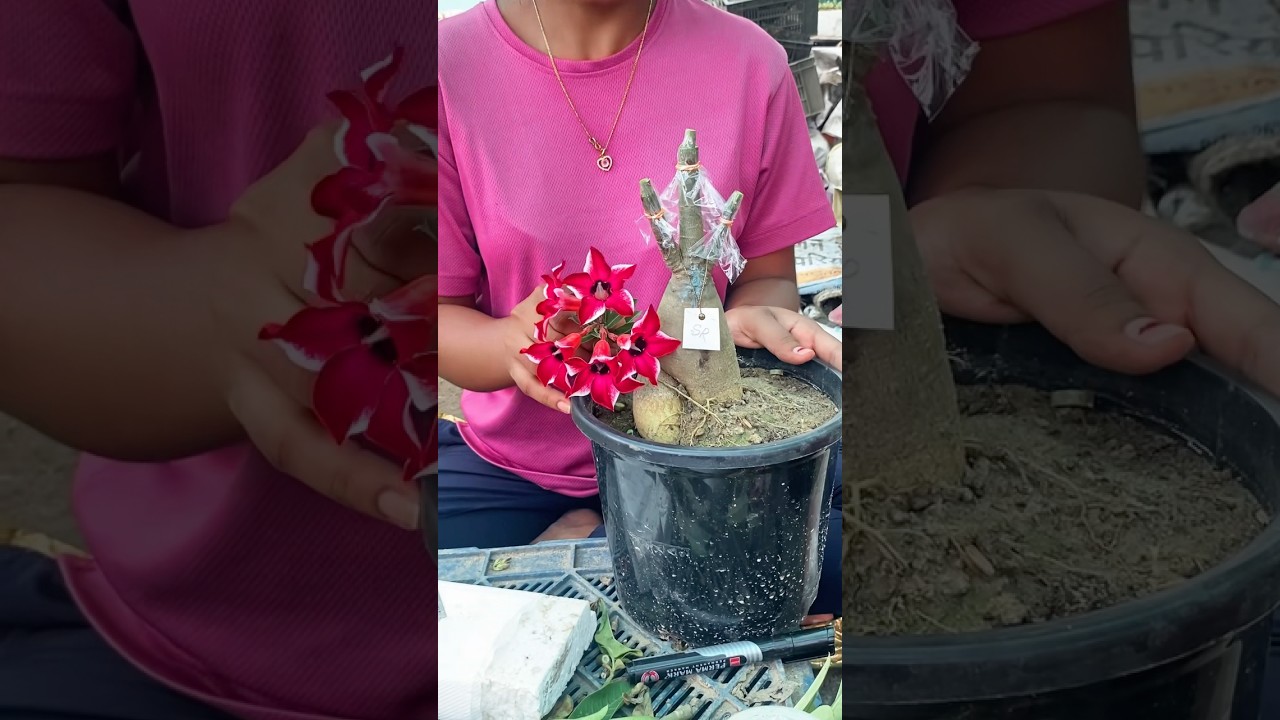 Multigrafted adenium