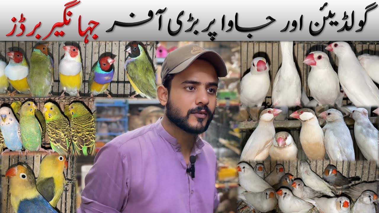 Biggest Offer on Goldian & Java Finches 😱 | Rwp/Isb Birds Market #birdhouse #youtubegrowth