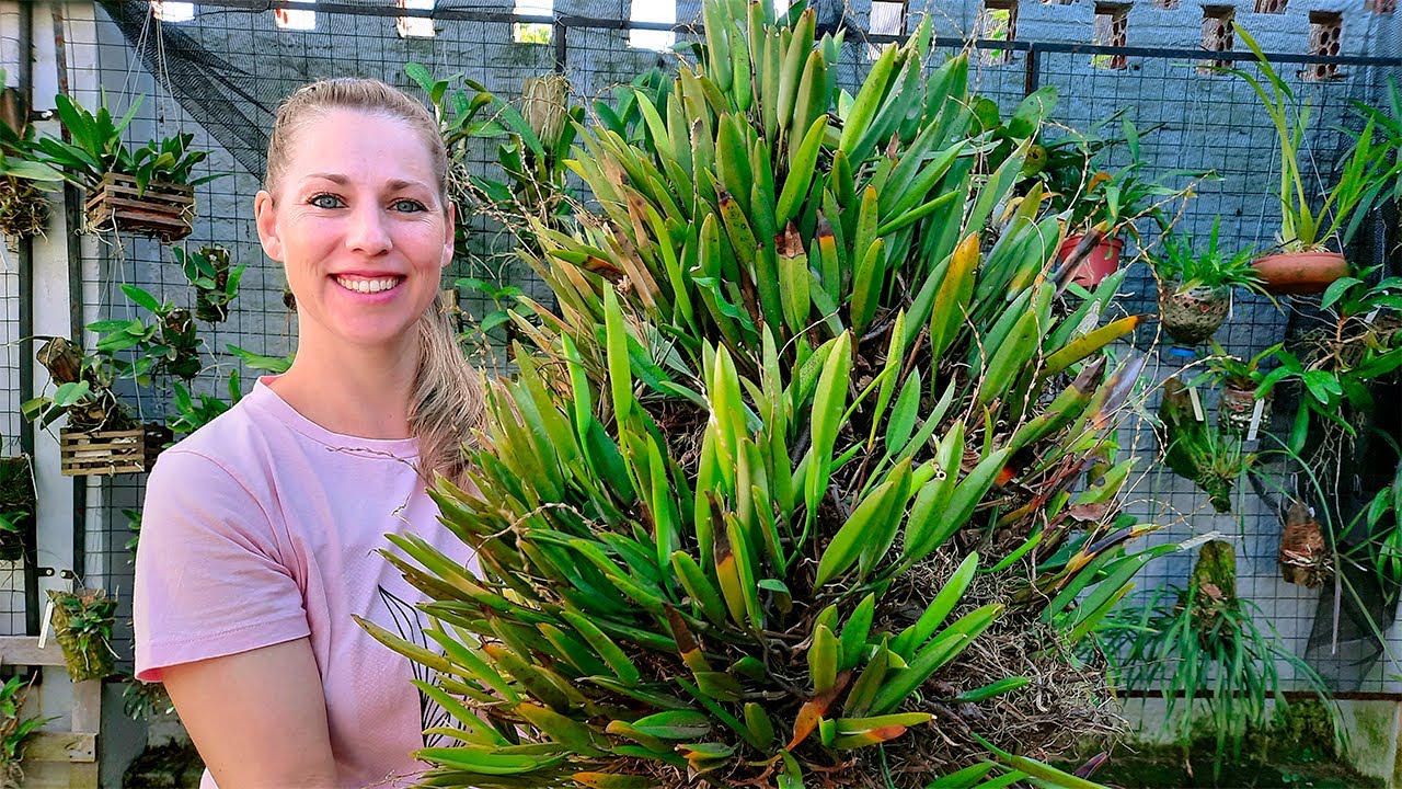 RESGATEI DA RUA ESSA ORQUÍDEA E VEJA O QUE FIZ COM ELA