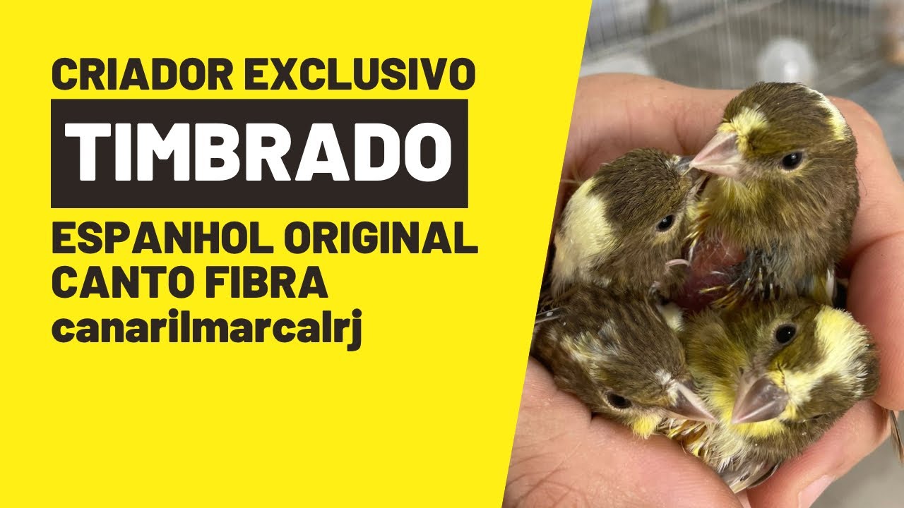 Can&aacute;rio TIMBRADO ESPANHOL canto FIBRA. Canarilmarcalrj