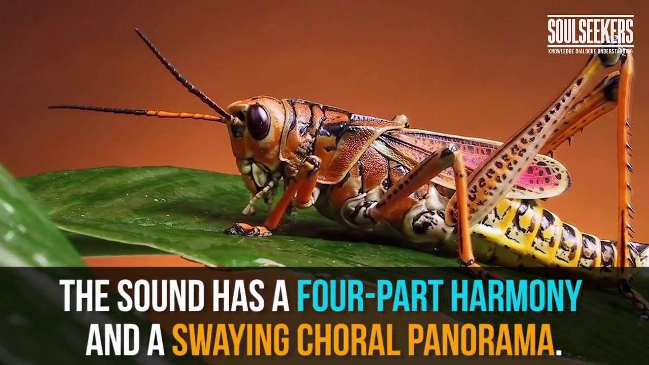Have you ever heard crickets chirping slowed down Its amazing!