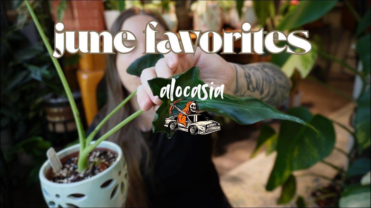 June favorites | Weird but awesome rare Alocasia