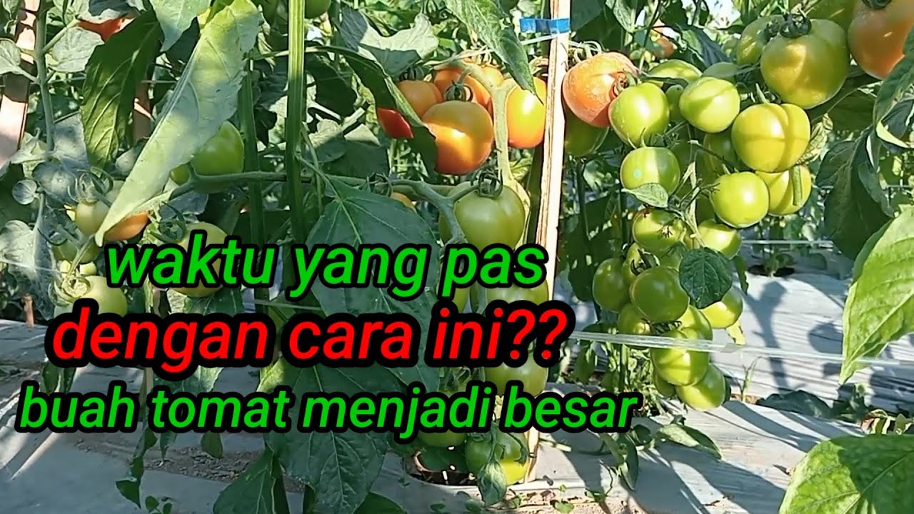 Waktu yang tepat ?? Perempelan daun tomat servo f1