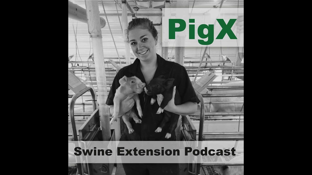 Season 6, Episode 6: The Science Behind Sudden Sow Deaths