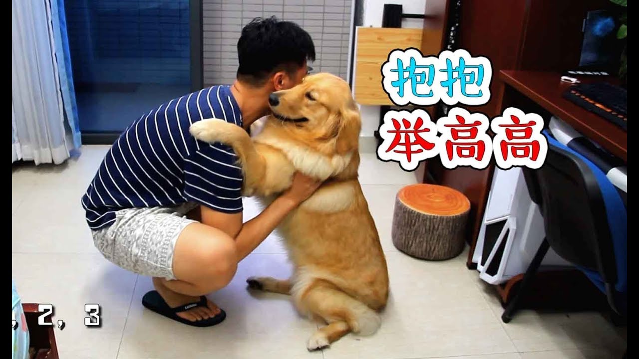 【国庆出去浪】感动！主人记录下金毛大半年的成长，这变化太大了！