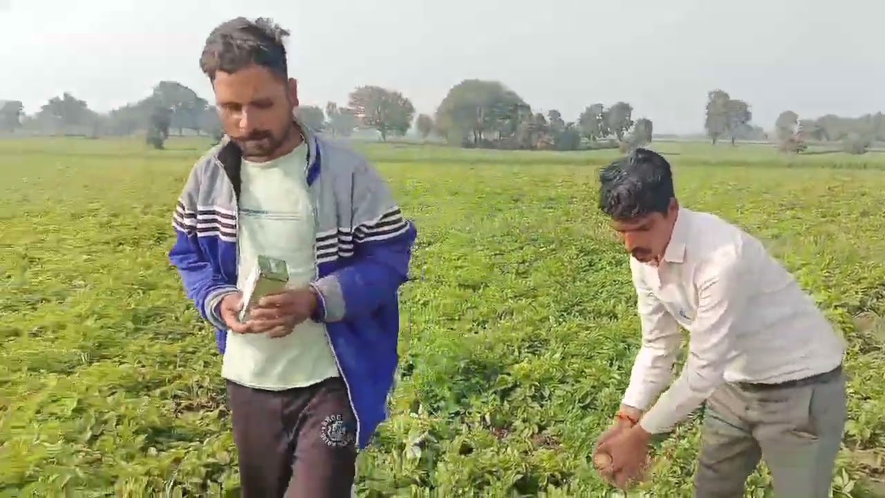 MOLRAXA AGRO CHEMICALS   Products :- Vazandar  Crop :- potato