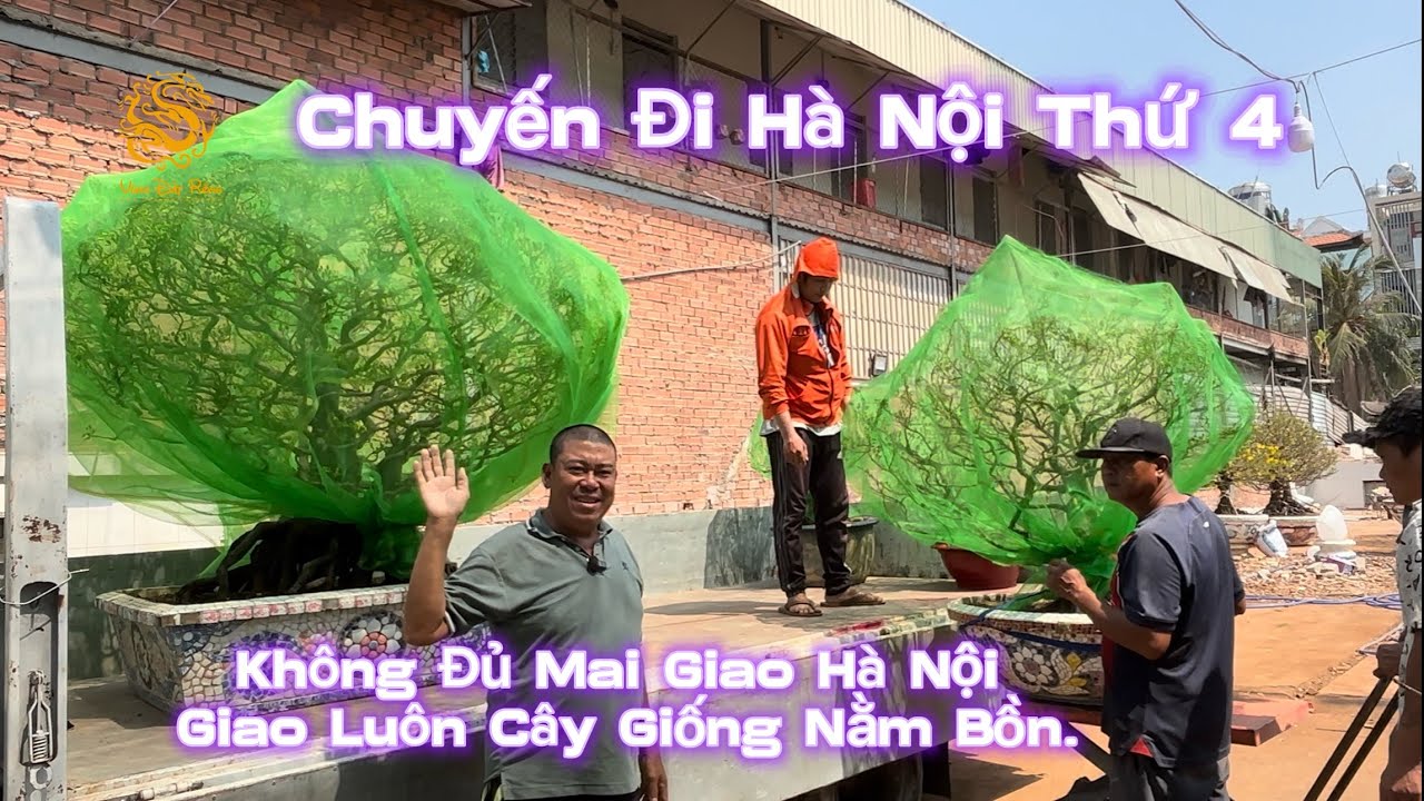 Chuyến Mai Tết Thứ 4 đi Hà Nội của Vườn Mai Phương Bình|Vùng Đất Rồng 