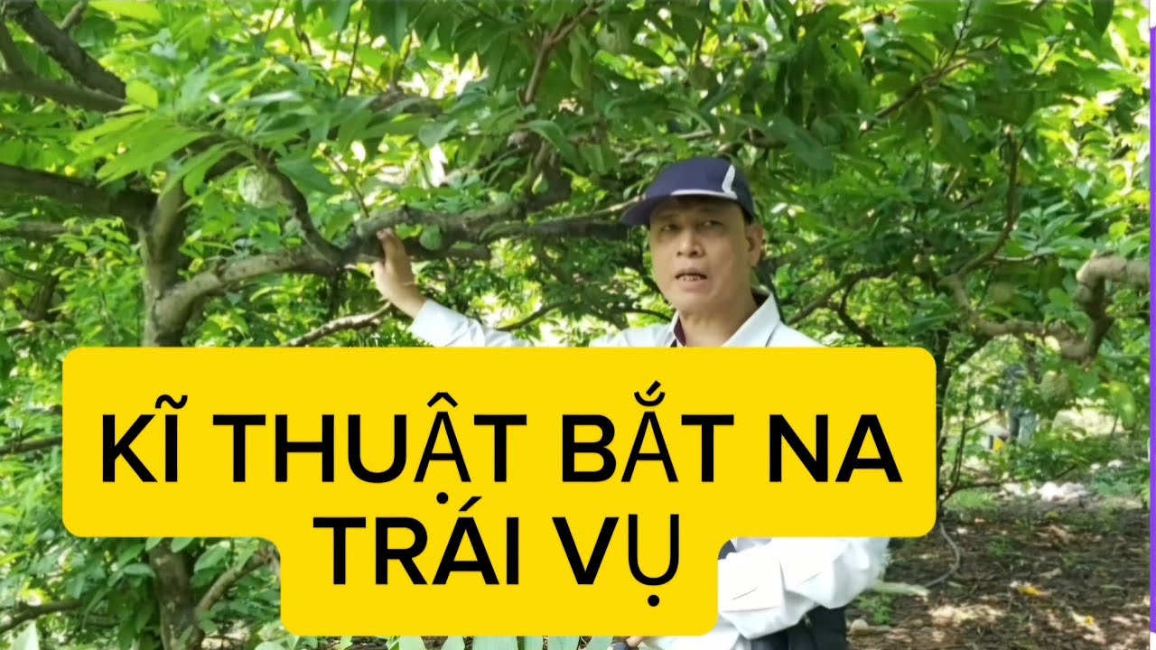 Phòng trừ sâu bệnh, và hướng dẫn kỹ thuật bắt na trái vụ .( phần 1 )