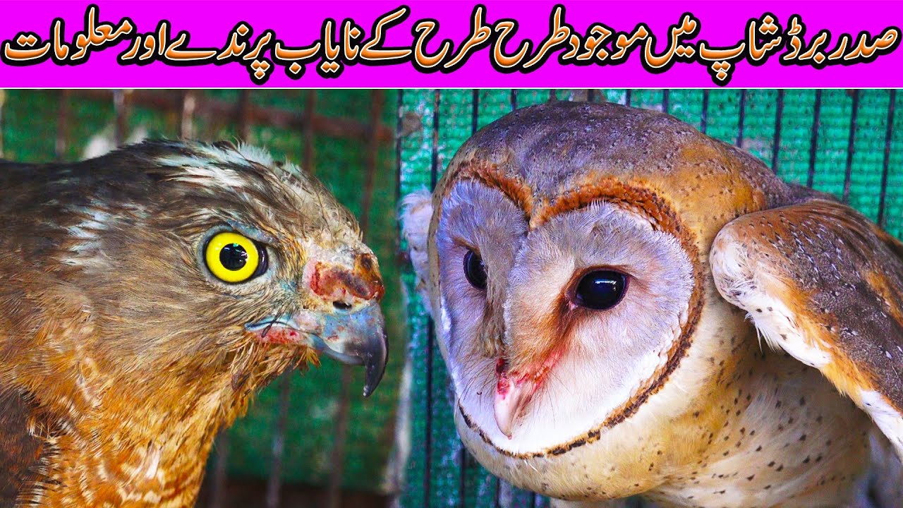 Saddar Birds Shop | Rare and Exotic Birds | Owls  Falcon Grey francolin  Chukar partridge Silkie hen