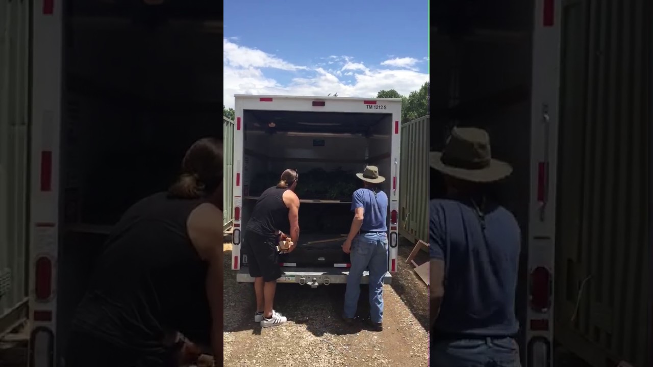 Hemp clone delivery day 2017