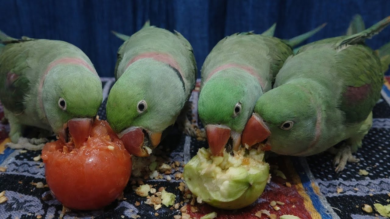 Radhe Radhe! Live Parrot Cam 🦜 | Non Stop Talk & Fun 🔴 Live Bolta Parrot – Real Time Reaction 🦜