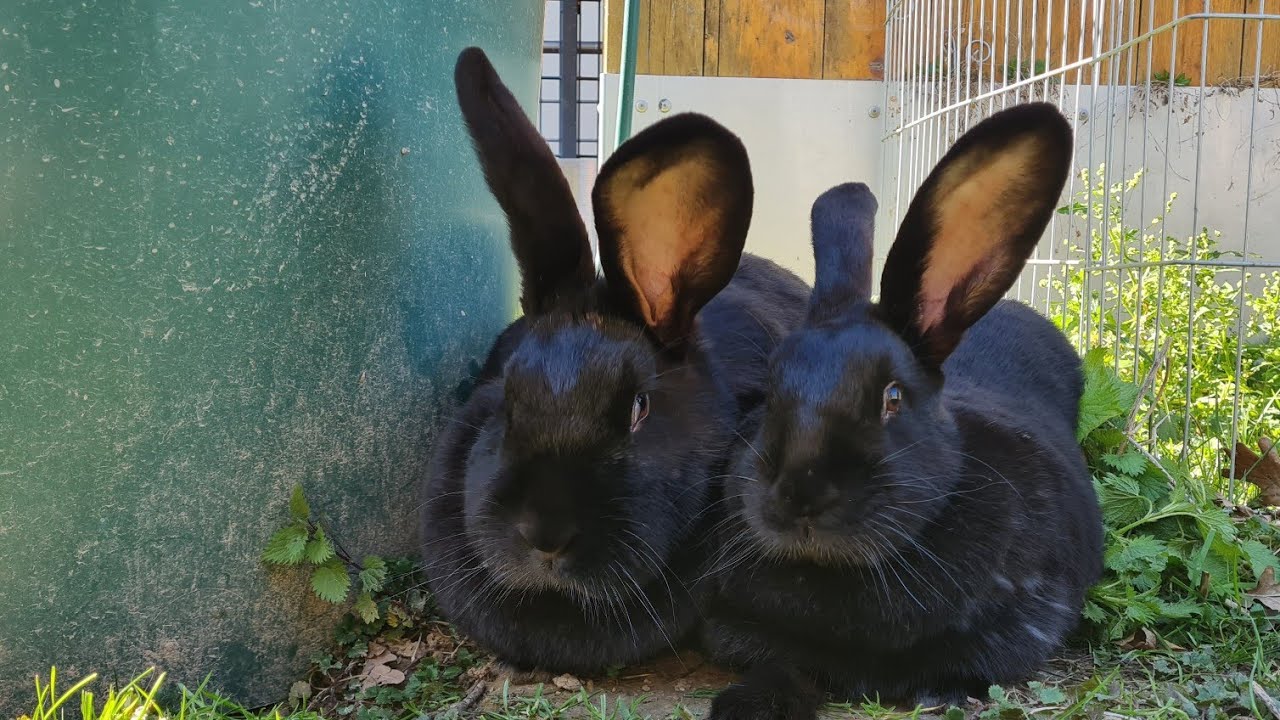 Hitzeschutz für Kaninchen, ich baue einen Erdkeller....