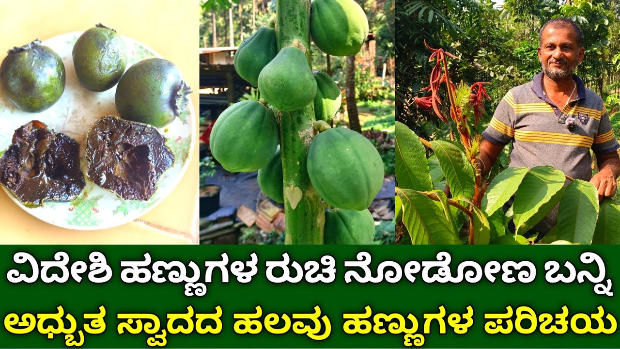 ಅಧ್ಬುತ ಸ್ವಾದದ ವಿದೇಶಿ ಹಣ್ಣುಗಳ ರುಚಿ ನೋಡೋಣ ಬನ್ನಿ | Rare Exotic Fruit Growing | Fruit Farming In Kannada