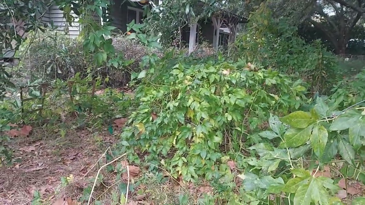 Maypop Purple Passion Vine Patch, Incense 11/2022 @VincentGardens
