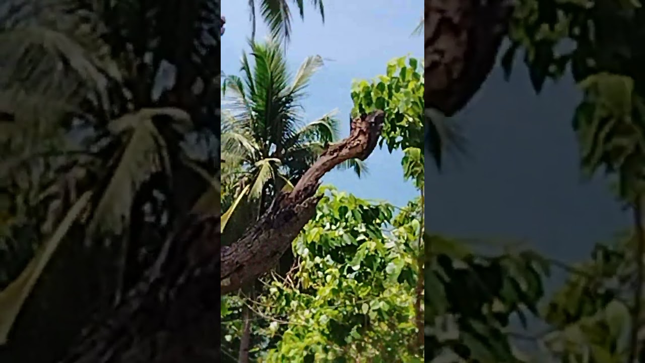 MGA CARGO SHIP NAGTATAGO SA PORT NG STA.MARIA,SIOCON ZAMBO.DEL NORTE  BAGO PAPASOK ANG BAGYONG UWAN
