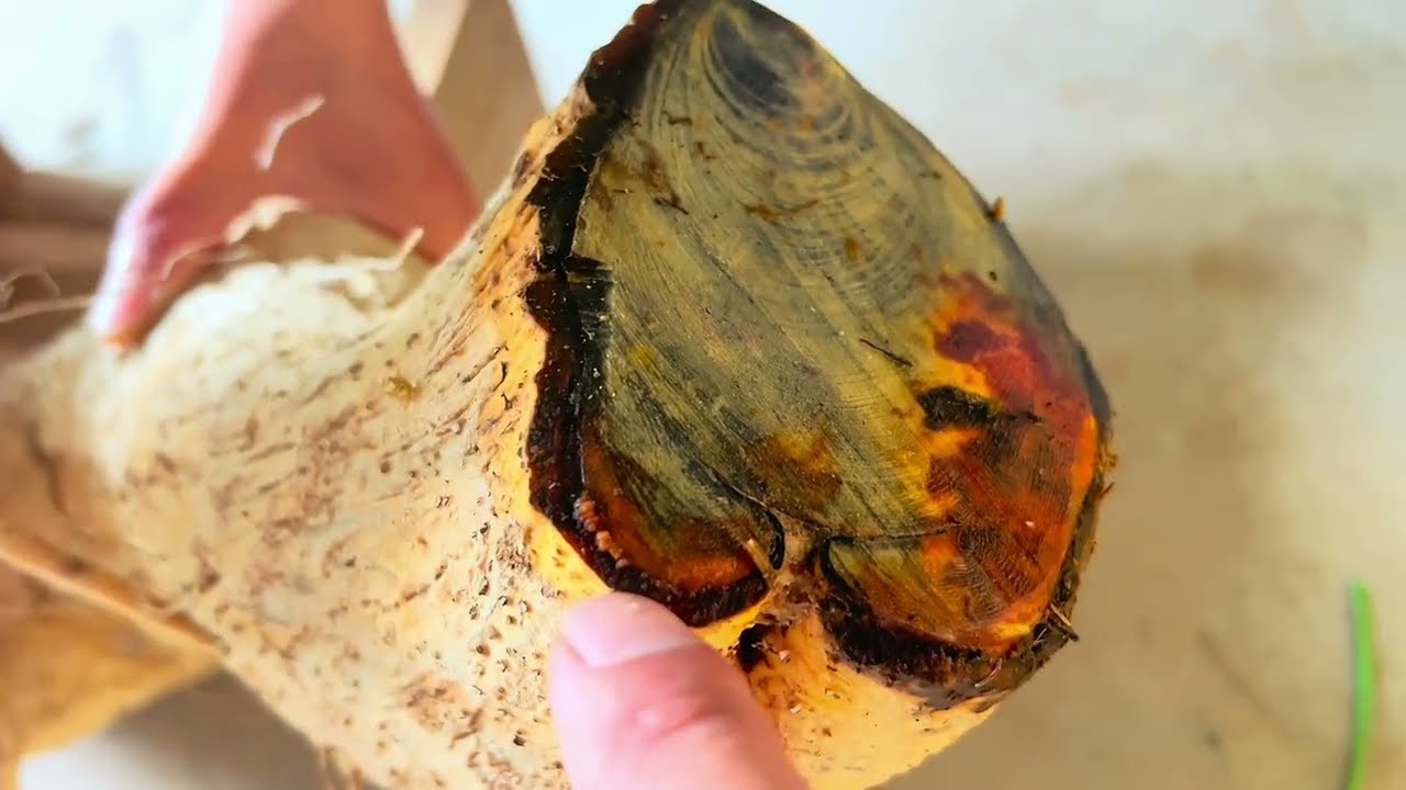 Giâm Ủ Phôi Duối Đơn Giản