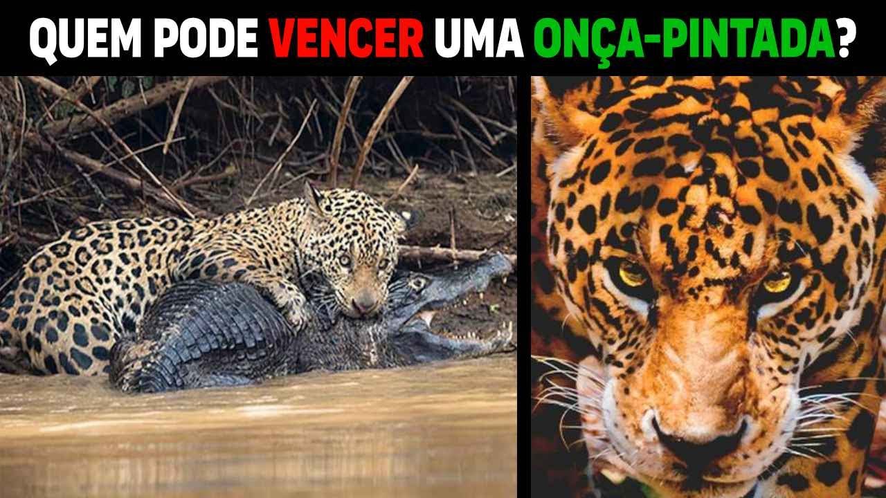 5 animais QUE PODERIAM VENCER UMA ON&Ccedil;A PINTADA