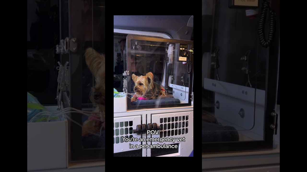 POV: You're giving life-saving care to pets. #readyvetgo #dogs #ambulance #medical #pets  #emergency