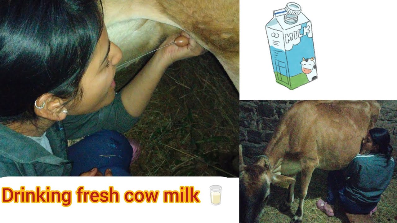 Drinking fresh cow milk 🐄|| cow milking video 😄📸#villagelife #youtubevideos 