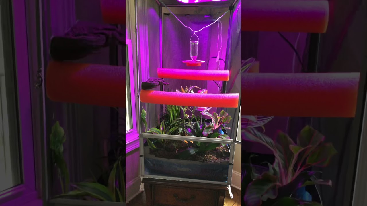 Hornworm breeding saves money Heres how to breed step by step