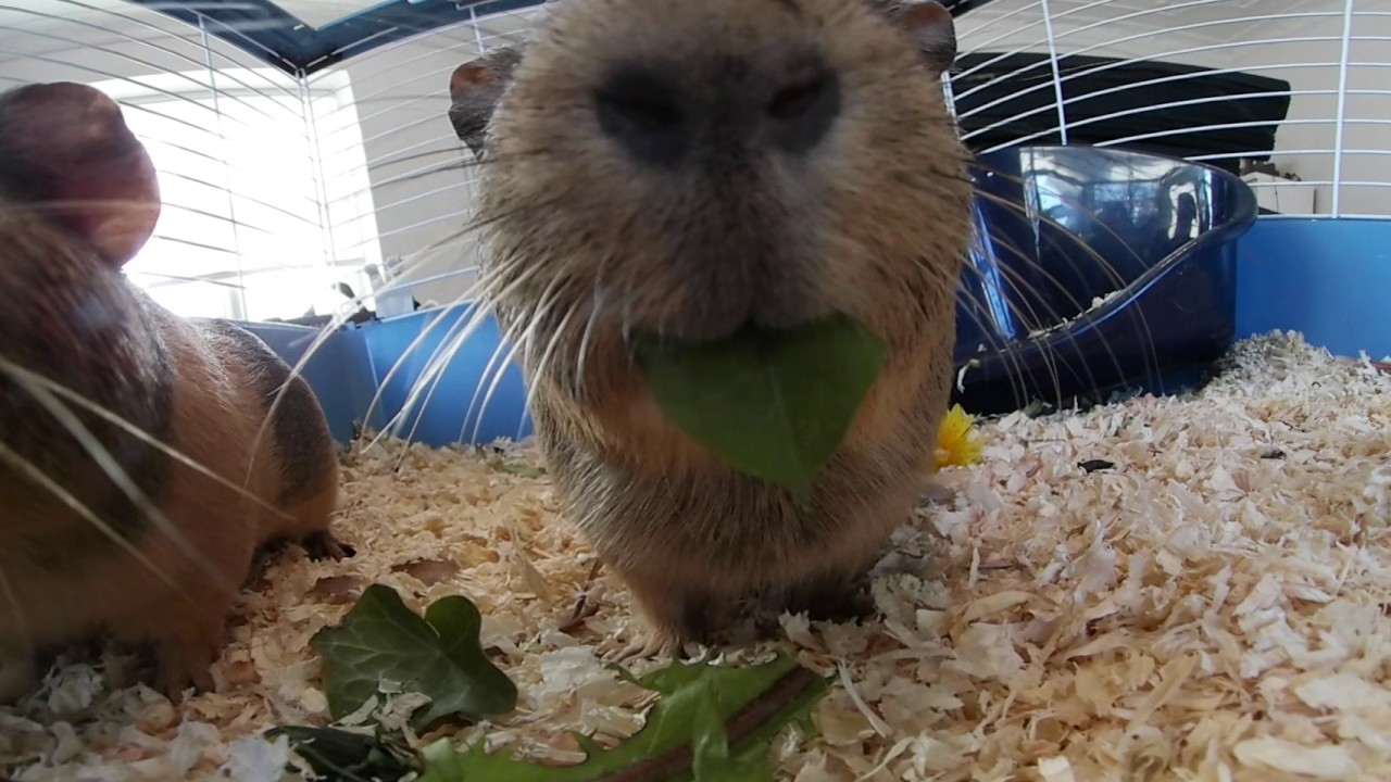 Guinea Pigs Eating (VR 360/Sphere 4K HD 2160p)