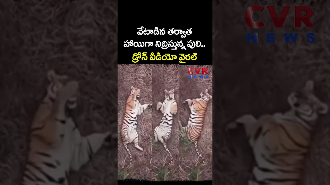 వేటాడిన తర్వాత హాయిగా నిద్రిస్తున్న పులి.. డ్రోన్ వీడియో వైరల్ | Polavaram | CVR NEWS