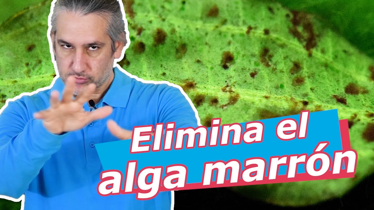 Cómo ELIMINAR el ALGA marrón · DIATOMEA 🚫🌱