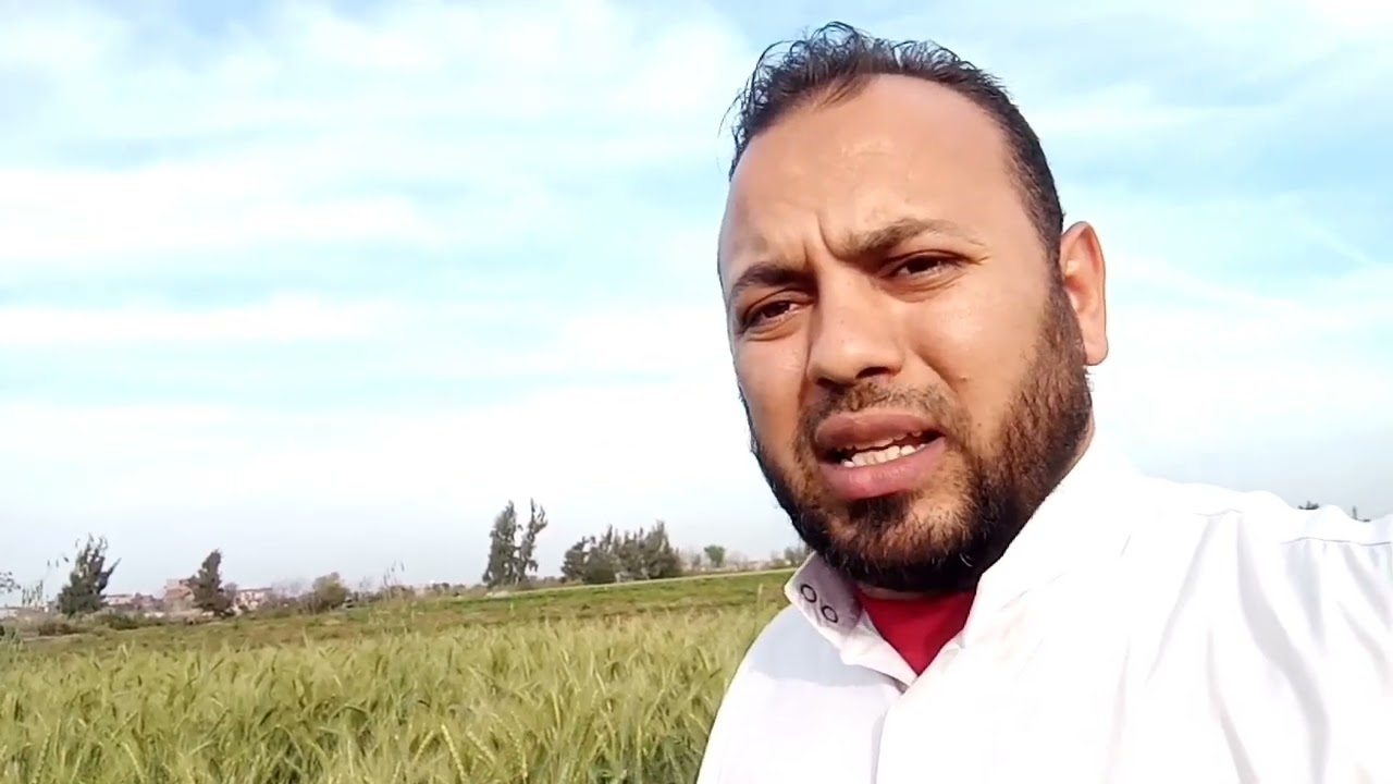 الصدأ الأصفر في القمح م/نادرأبوسيف