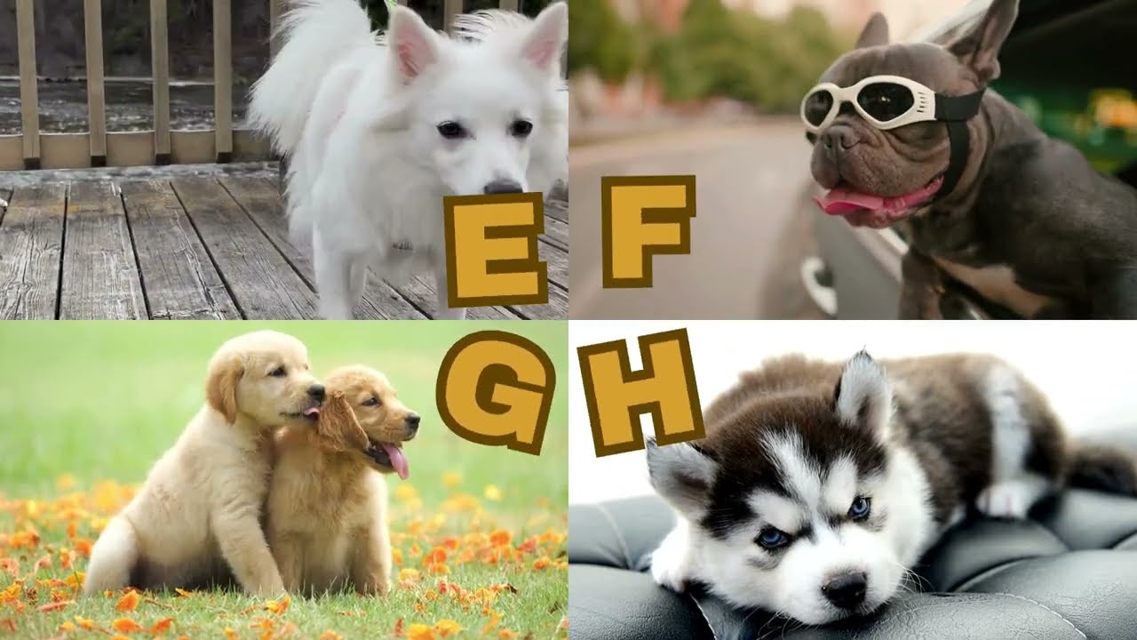 A to Z ABC Dog Breeds (Dancing Dino Rhymes)